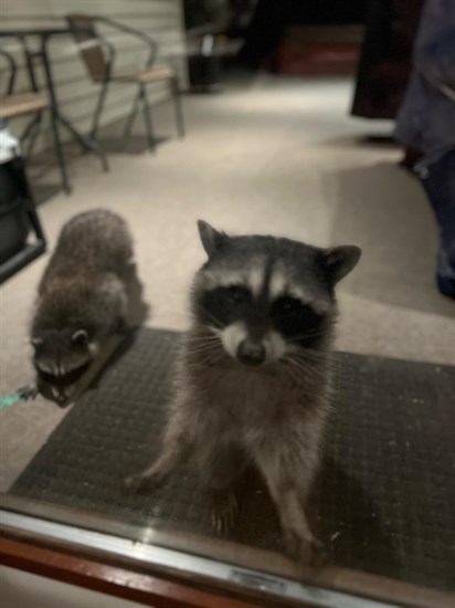 This raccoon does not appear afraid as it looks through a resident's patio door in Kamloops. 