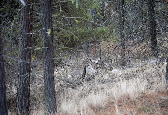 Deer on the newly donated land around Okanagan Lake.