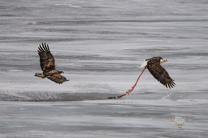 A juvenile bald eagle chases an adult eagle carrying a fish carcass in Kamloops. 