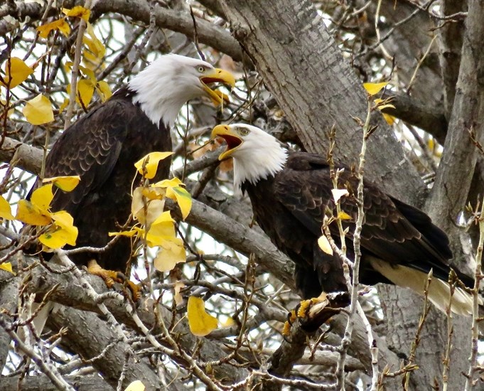 A pair of eagles in the south Okanagan are having a squabble while perched in a tree. 