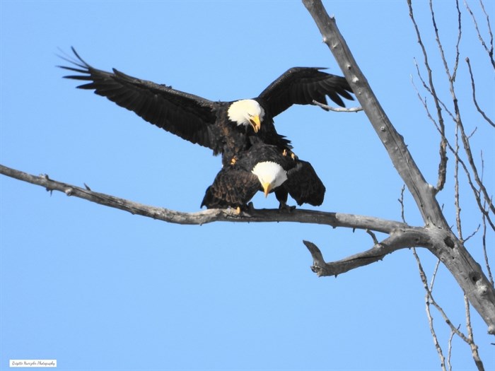 A pair of eagles in rock creek appear to be having a fight. 