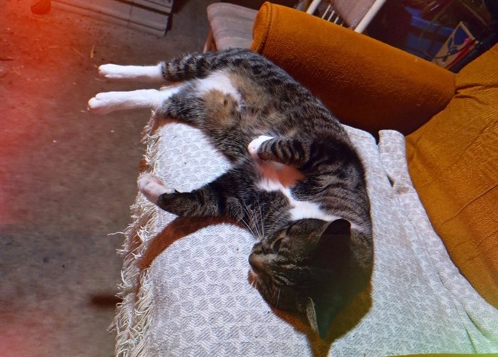 Kamloops cat Monkey stretches in front of a woodstove on a winter night.