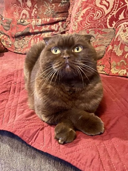 Mookie the cat crosses her paws in Kamloops. 