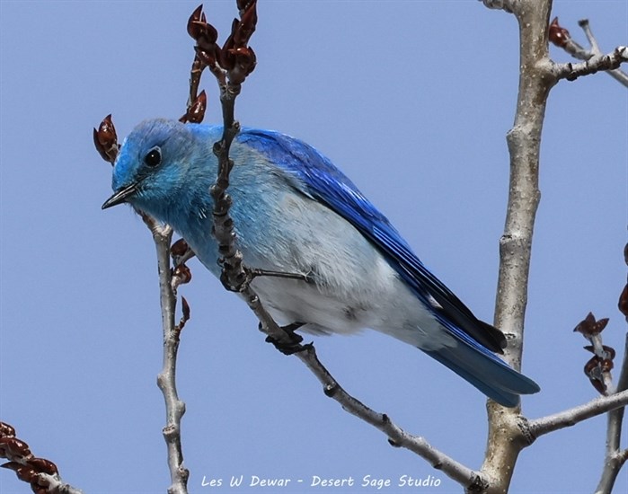 A male mountain bluebird sits on its perch in the South Okanagan. 