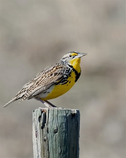 This brightly coloured meadowlark was photographed in the South Okanagan in March. 