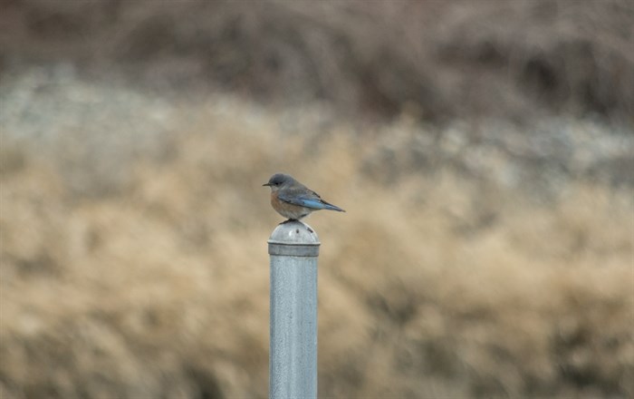 A female mountain bluebird is spotted in the South Okanagan. 