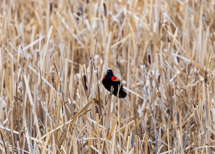 The patches of a red-winged blackbird pop out against the grasslands. 