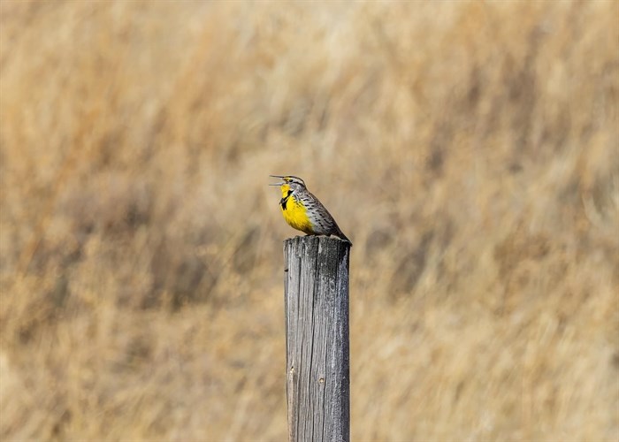 A male meadowlark sings its heart out from a perch in the Kamloops grasslands in March. 