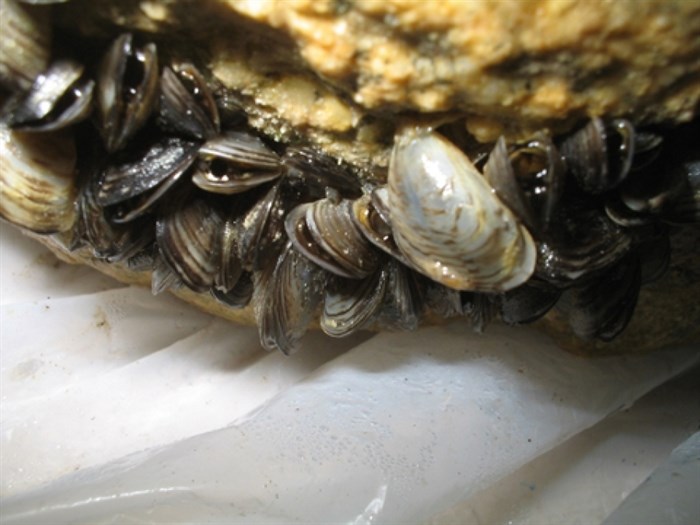 Zebra and quagga mussels are identified as two of B.C.'s most 