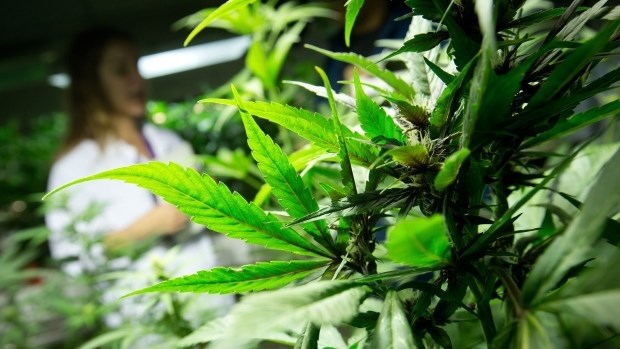 FILE PHOTO - Marijuana plants grow in this stock photo from a medical marijuana facility in Richmond, B.C., on Friday March 21, 2014. 