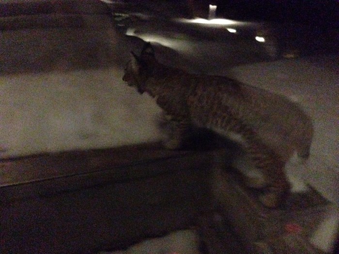 David Krysko says he photographed this bobcat Friday night, Jan. 9, 2015, trying to get in his house on Lakeshore Road, just down the hill from Kettle Valley.
