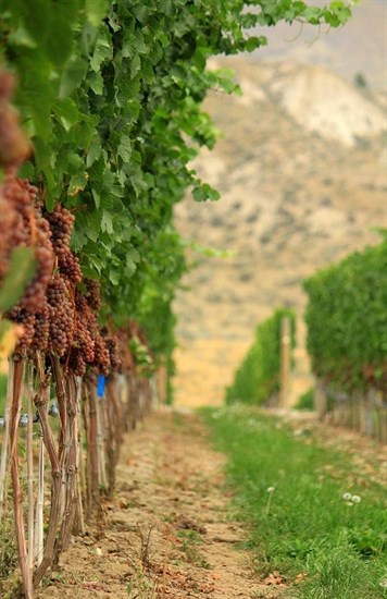 Four local wineries have joined forces to promote Kamloops wines.