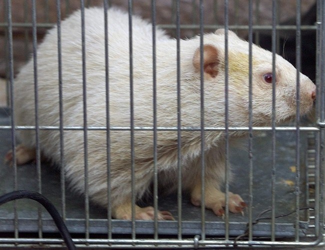 Albino groundhog Wee Wiarton Willie sits in his cage after making his prediction in Wiarton, Ont. Wednesday February 2, 2000.