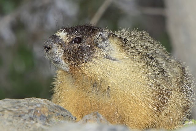 Maybe it's time for a Souther Interior hibernating rodent to get in on the Groundhog Day tradition. Why not a yellow-bellied marmot?
