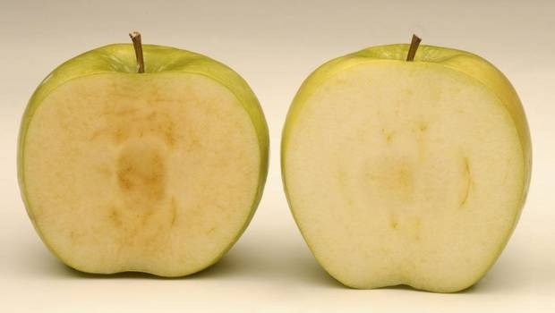 A genetically modified arctic granny apple, right, doesn't brown like a conventional granny apple, left. The United States on Friday, Feb. 13, 2015, approved the commercial planting of genetically engineered apples that are resistant to turning brown when sliced or bruised.