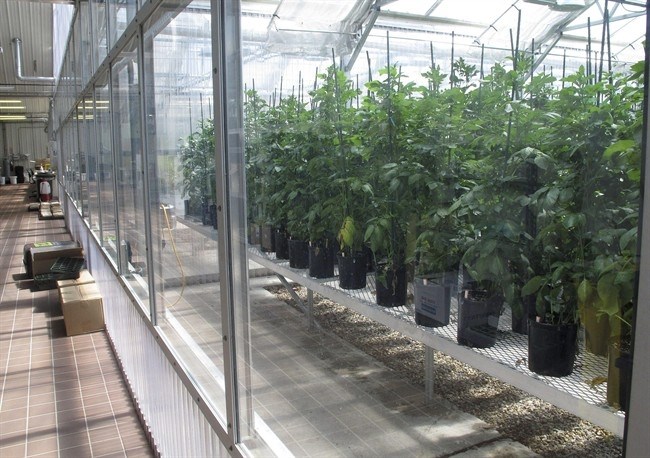 This May 10, 2013 file photo shows genetically engineered potatoes growing in rows inside a J.R. Simplot greenhouse in southwestern Idaho. Potatoes that won't bruise and apples that won't brown are a step closer to grocery store aisles. The Food and Drug Administration on Friday, March 20, 2015, approved the genetically engineered foods as safe, saying they are as nutritious as their conventional counterparts. The approval covers six varieties of potatoes by Boise, Idaho-based J. R. Simplot Co. and two varieties of apples from the Canadian company Okanagan Specialty Fruits Inc.