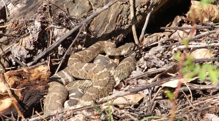 Rattlesnakes out early this spring in Southern Interior | iNFOnews ...