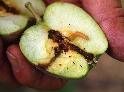 Codling moth damage in an apple.
