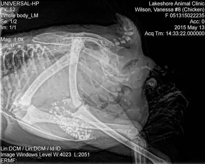 The x-ray of Dr. Steve Wilson's pet chicken Vanessa.