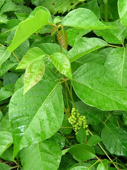 Poison Ivy can best be identified by it's characteristic three leaf grouping.