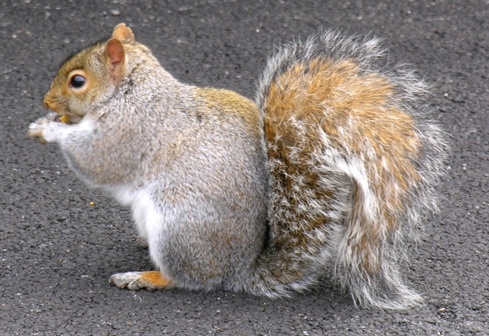 Neighbours seek $1K in B.C. strata dispute over squirrel feeding | iNFOnews | Thompson-Okanagan's News Source - Vimarsana News