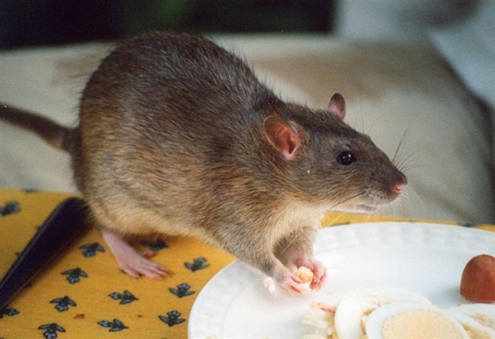 rats-are-here-to-stay-kelowna-ramps-up-eradication-efforts-infonews