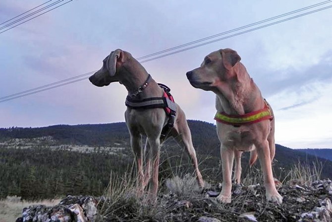 Vida and Juno are the only two validated search and rescue dogs currently working in the Southern Interior.