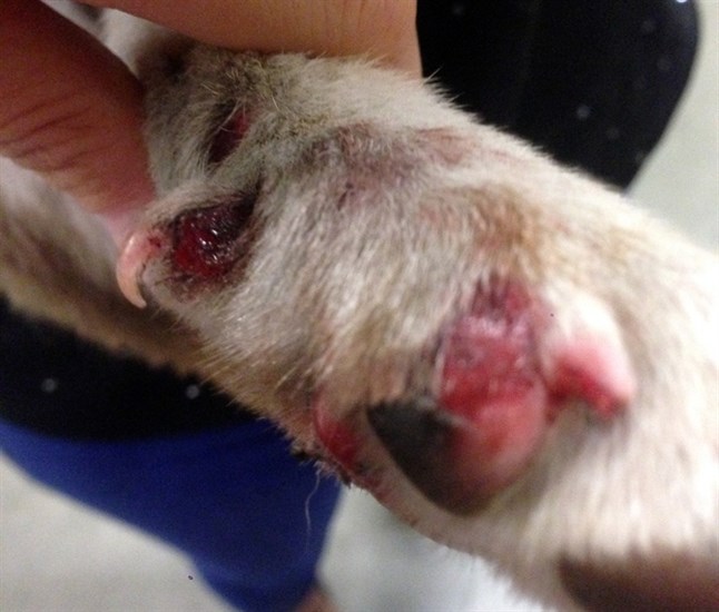 The pads on Vino's paws were rubbed raw when he was forced to run behind a moving vehicle, according to witnesses.