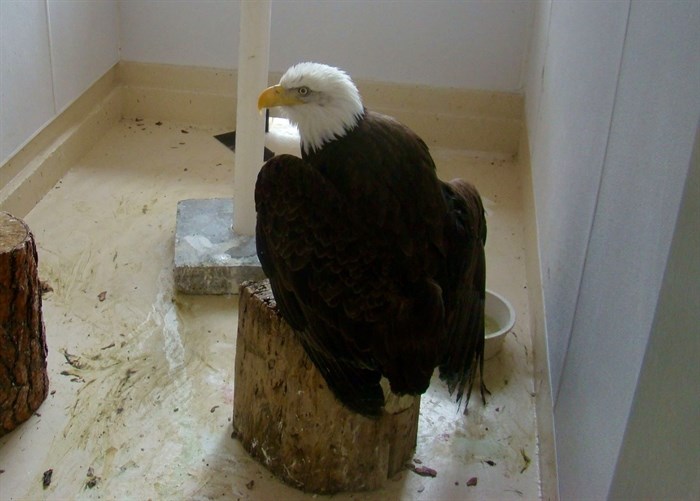 This bald eagle is being cared for at the Raptor Rehab Centre after hitting power line in Kelowna this spring.