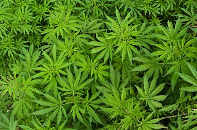 Cannabis plants are reportedly being stolen from backyards in Kamloops