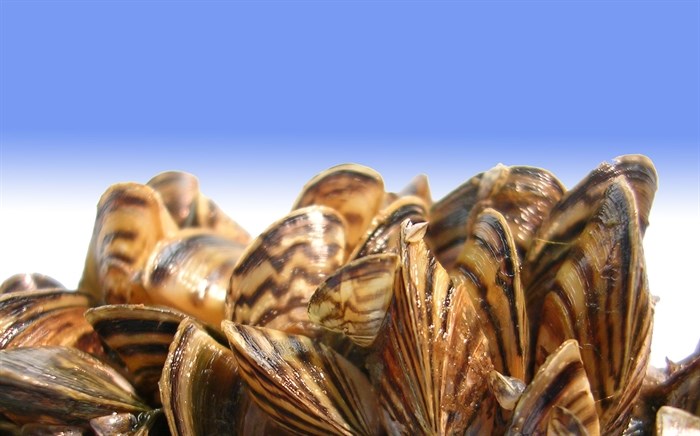 FILE PHOTO - Zebra mussels