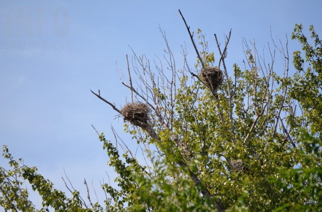 Great Blue Heron nests at the rookery owned by Jan Bos, located about 200 metres from the Barnard's Village housing development site. 