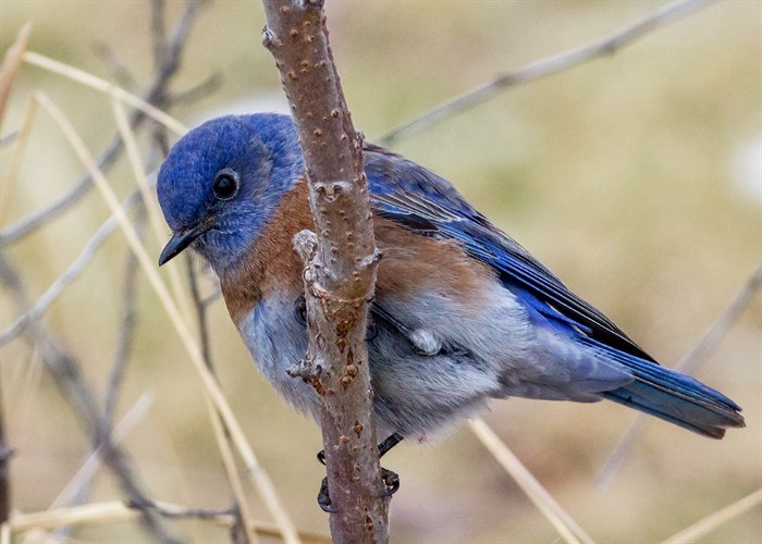 Western bluebirds are often spotted at UBC Okanagan’s campus.