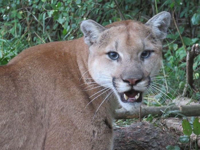 This cougar was trapped and euthanized Aug. 31 after preying on livestock in Lumby. 