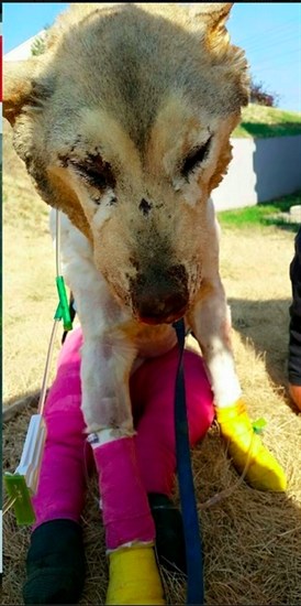 Aurora after she escaped from the fire. The dog later died of her injuries Sept. 1.