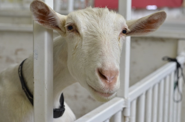 Kootenay woman tied string on goat's scrotum to 'curb his hormones ...