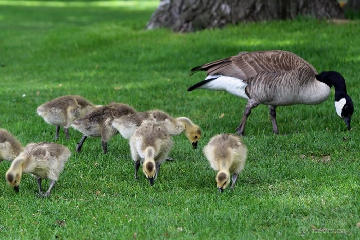 Canada geese enjoy the wet weather at Riverside Park last week.