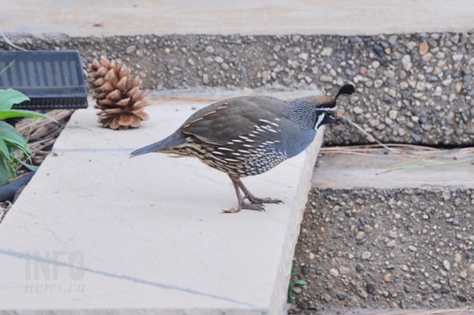 nc native game birds