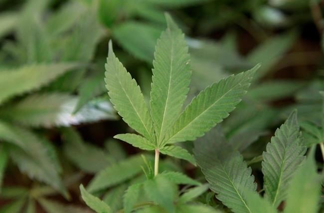 FILE PHOTO - Medical marijuana clone plants are shown at a medical marijuana dispensary in Oakland, Calif., Feb.1, 2013.