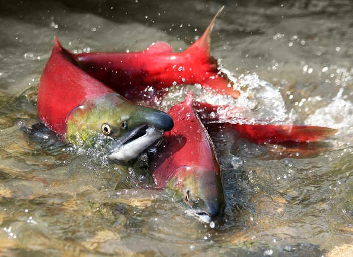 when do salmon run in oregon
