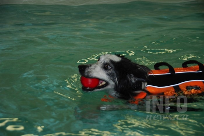 Charlie, who broke his pelvis in three places, is getting canine rehab with a hydrotherapist.