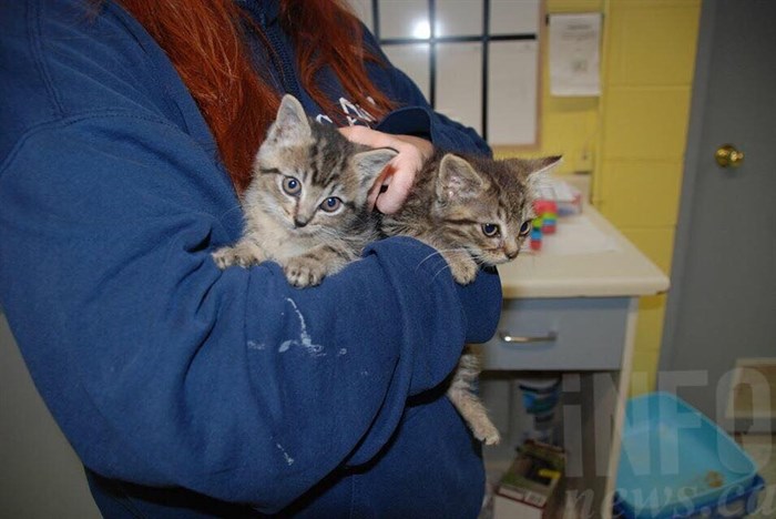 The Kamloops SPCA needs volunteers to help foster feral kittens like Dizzy and Sid. 