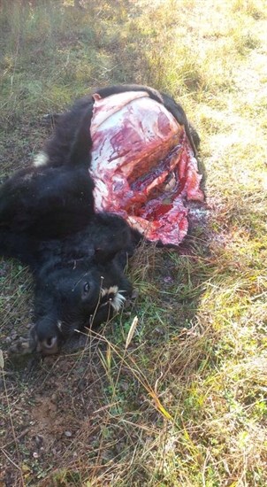 This cow was found dead with its back tenderloins removed on the Wasylyszyn's range lands near Cherryville Oct. 20, 2015. 