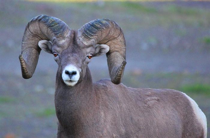 Bighorn sheep in South Okanagan facing their own pandemic | iNFOnews