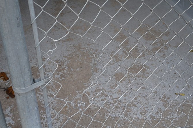 Thieves cut through a perimeter chain link fence, then cut this small hole in Myster's kennel to get the dog.