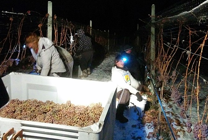 FILE PHOTO - Pickers work the icewine harvest at Summerhill winery in Kelowna in 2015. The cold weather late last week wasn't enough for the Okanagan icewine harvest to be completed.