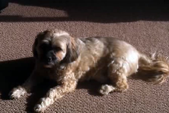 Charlie, a 12-year-old Lhasa apso cross had to be put down after he was attacked by two dogs in Peachland Jan. 1, 2015.