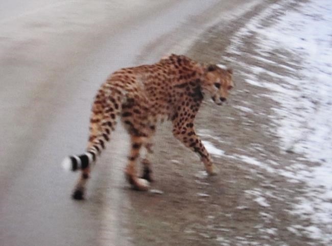 Creston RCMP released this photo of an adult cheetah that was spotted along Highway 3a Thursday afternoon in the Crawford Bay and Kootenay Bay areas of British Columbia. 