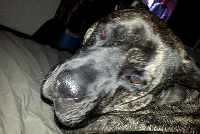 Jake, a Perro de Presa Canario, was euthanized this week by court order.