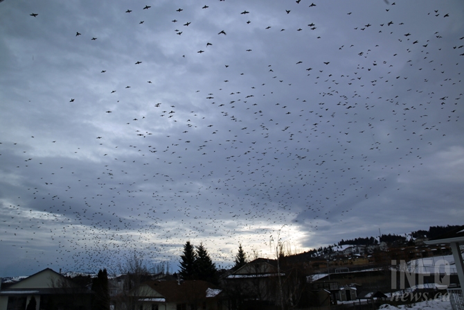 christmas-bird-count-has-a-long-history-in-southern-interior-infonews-thompson-okanagan-s